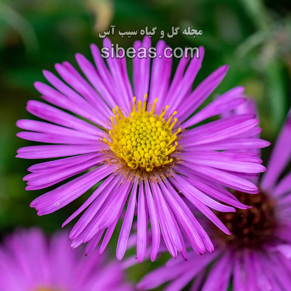 گل ستاره ای انگلستان | سیب آس