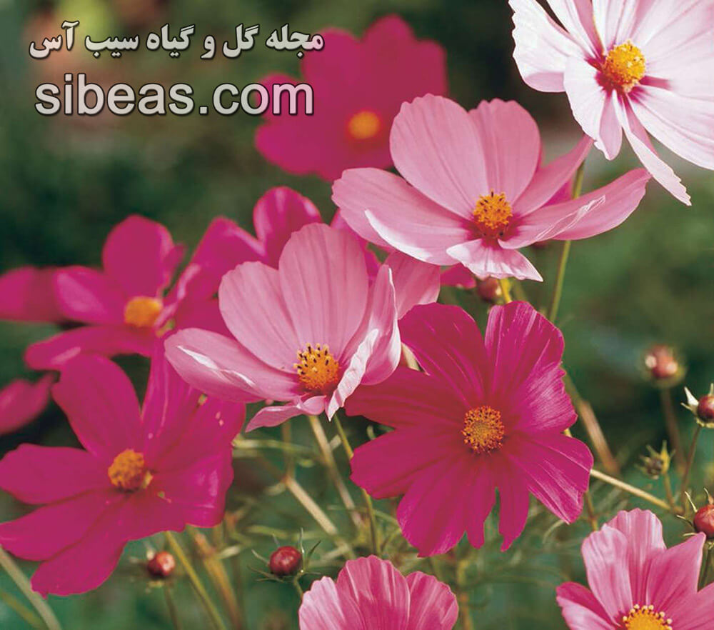 گل ستاره ای مکزیکی - شاه اشرفی مکزیکی