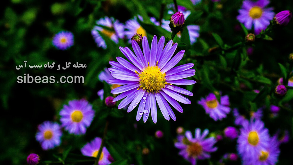 گل ستاره ایتالیایی | سیب آس