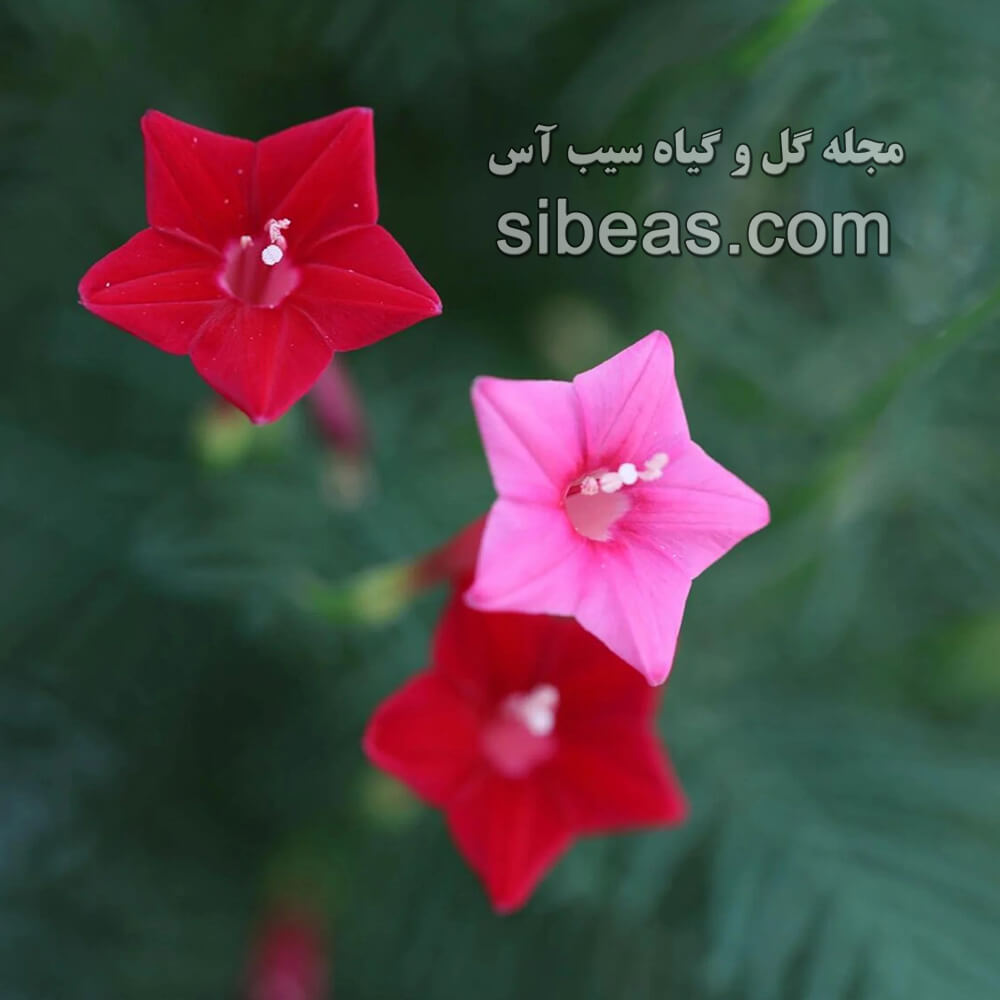 گل سرو تاک | سیب آس