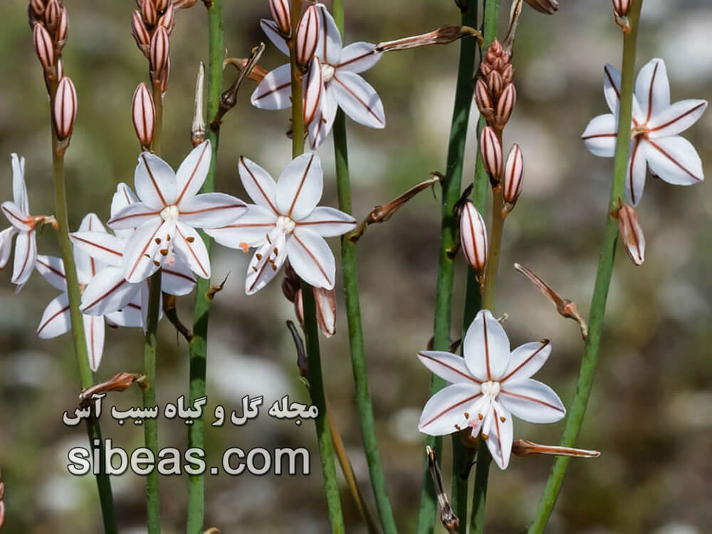 گل سوسن برگ پیازی | سیب آس