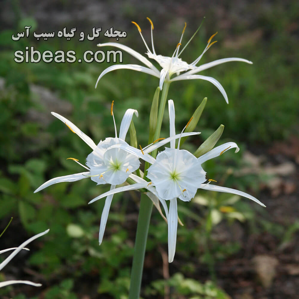گل سوسن عنکبوتی ساحل | سیب آس