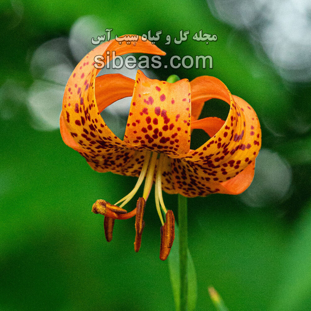 گل سوسن میشیگان| سیب آس