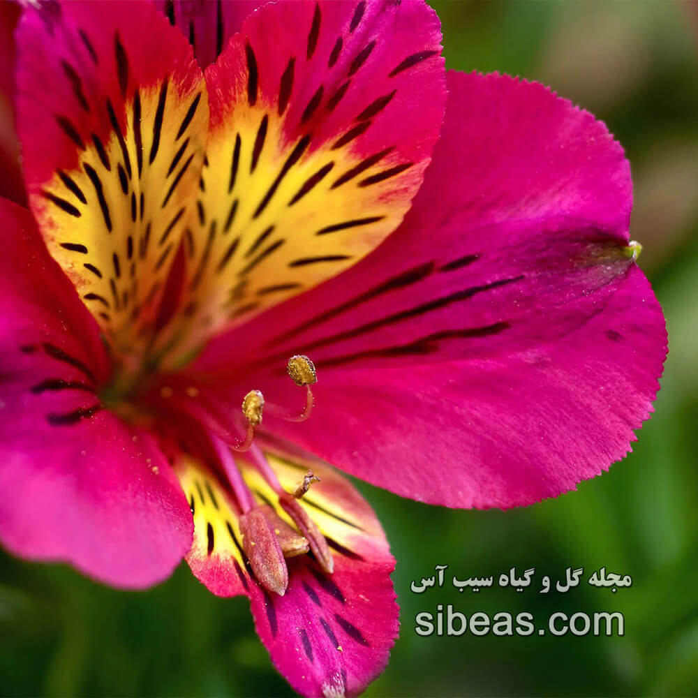 گل سوسن پرویی | سیب آس