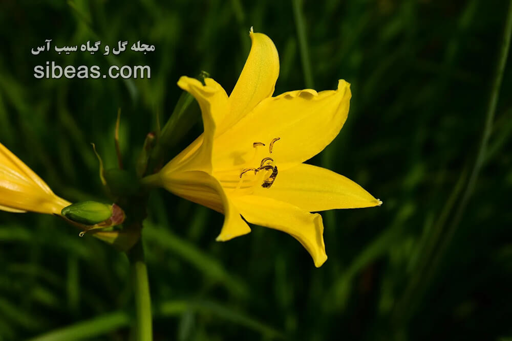 گل سوسن یکروزه زرد | سیب آس