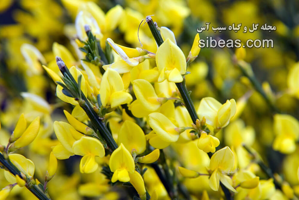 گل سیتیسوس(طاووسی) | سیب آس