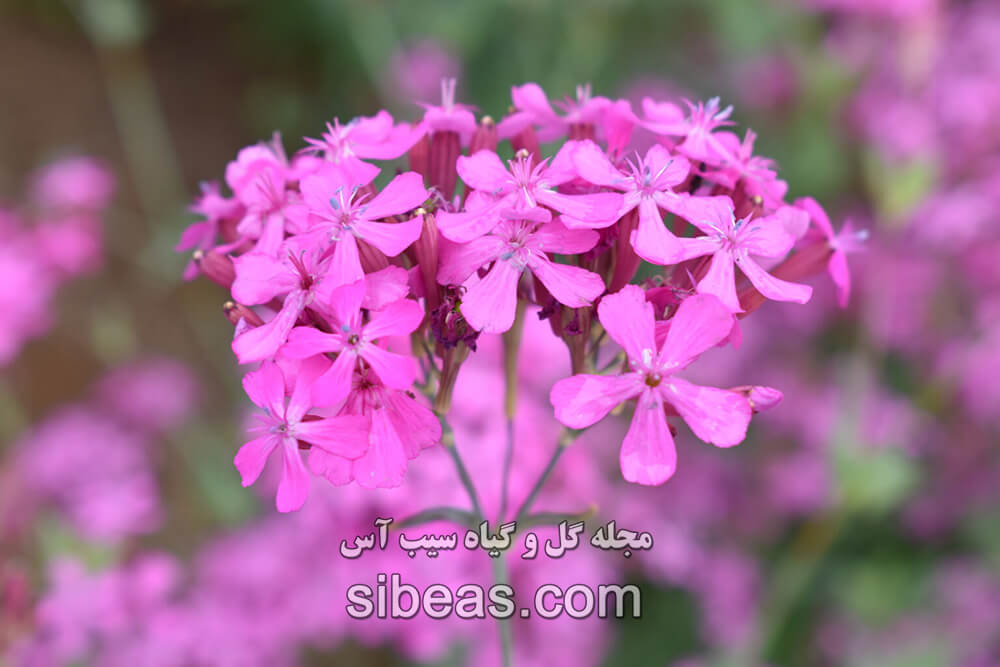 گل سیلن | سیب آس