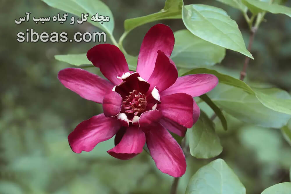 گل شرابی | سیب آس