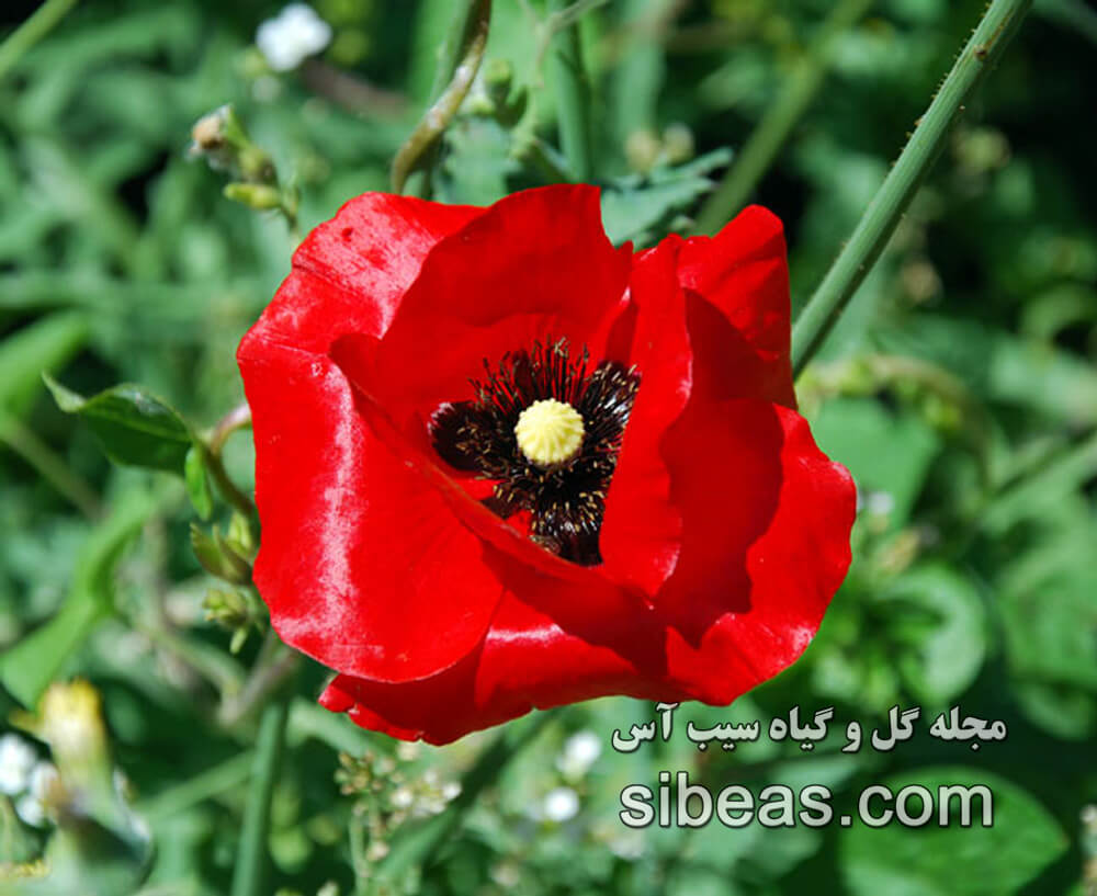 گل شقایق | سیب آس