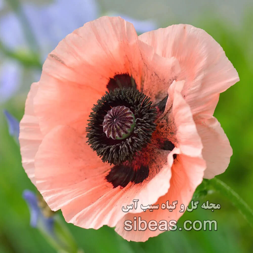 گل شقایق شرقی | سیب آس