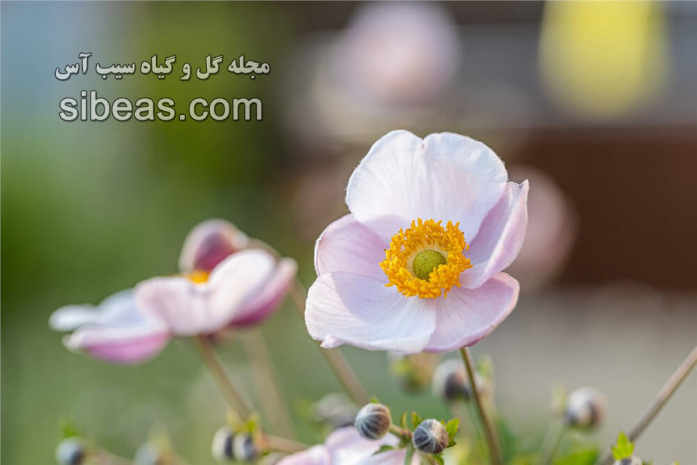 گل شقایق نعمانی |سیب آس