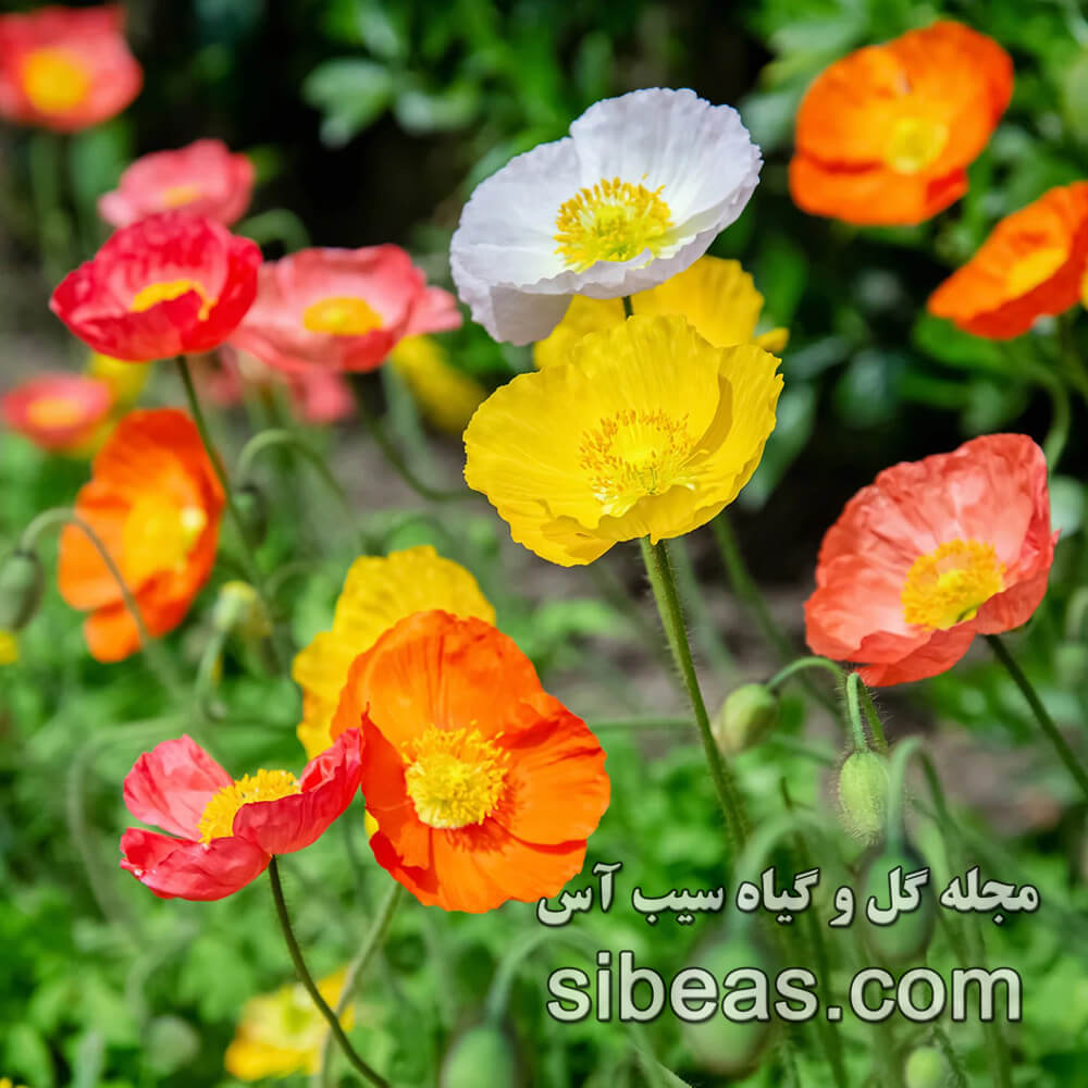 گل شقایق کوهی | سیب آس
