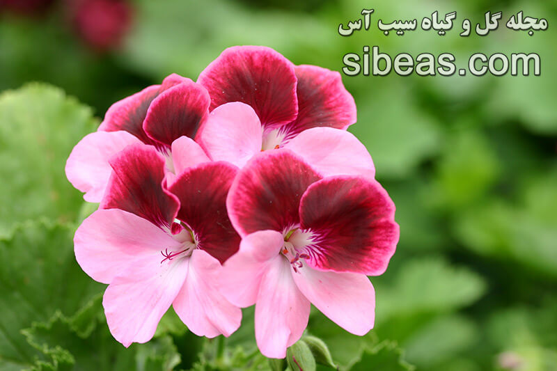 گل شمعدانی اژدری | سیب آس