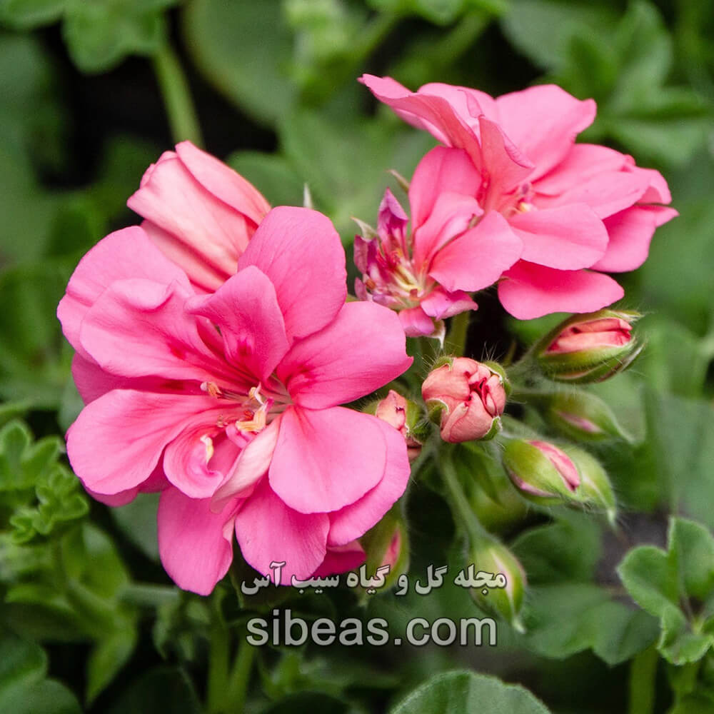 گل شمعدانی پيچ | سیب آس