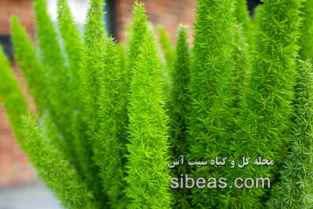 گل شویدی دم روباهی | سیب آس