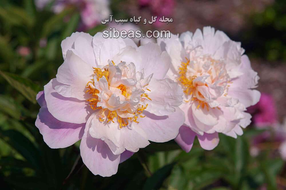 گل صد تومانی چینی | سیب آس