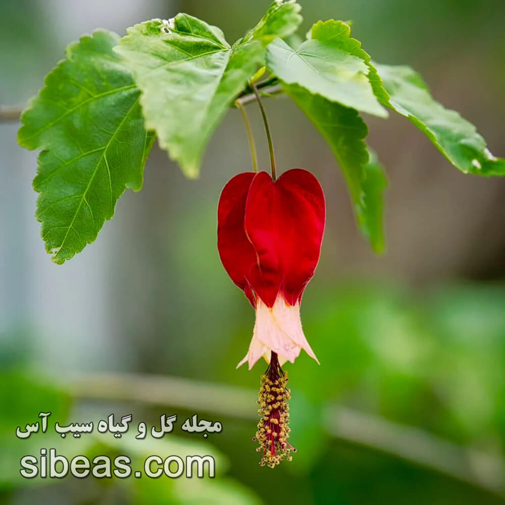 گل فانوس چینی | سیب آس