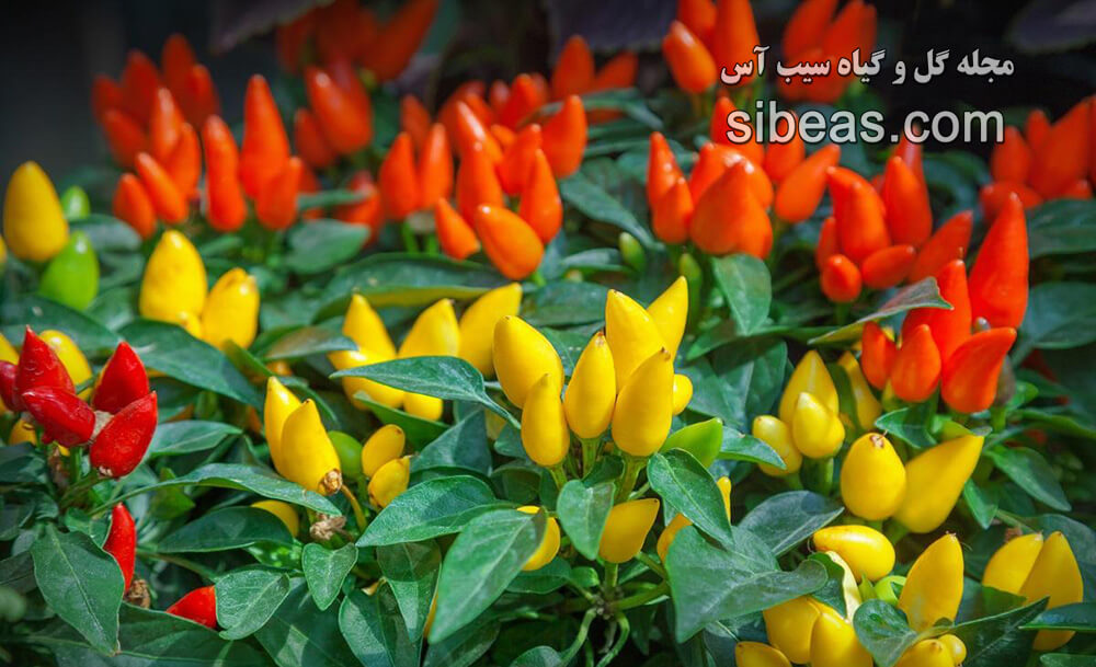 گل فلفل زینتی | سیب آس