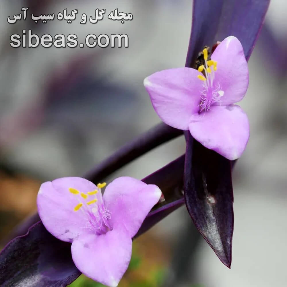 گل قلب ارغوانی | سیب آس