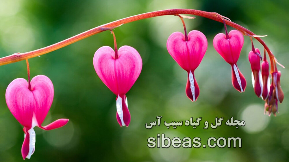 گل قلب خونین | سیب آس