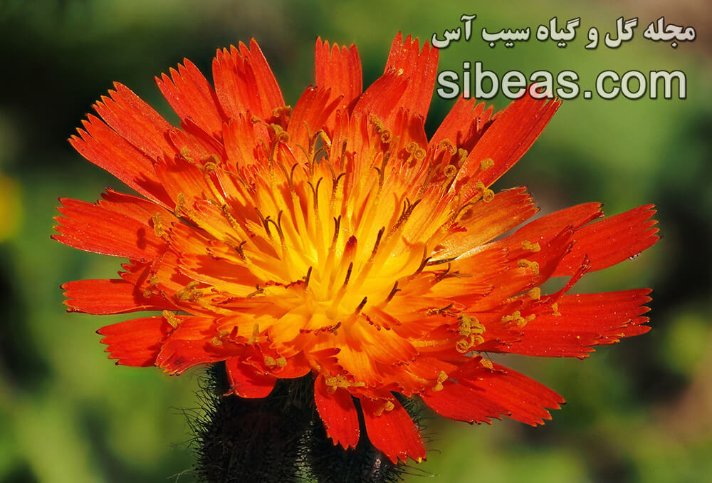 گل قلم موی شیطان | سیب آس