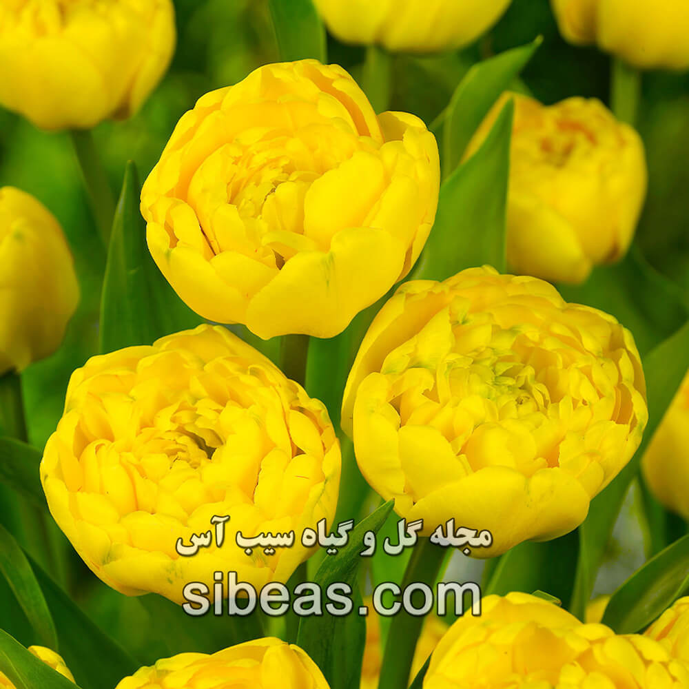 گل لاله دیدیِر یا گل لاله باغی | سیب آس