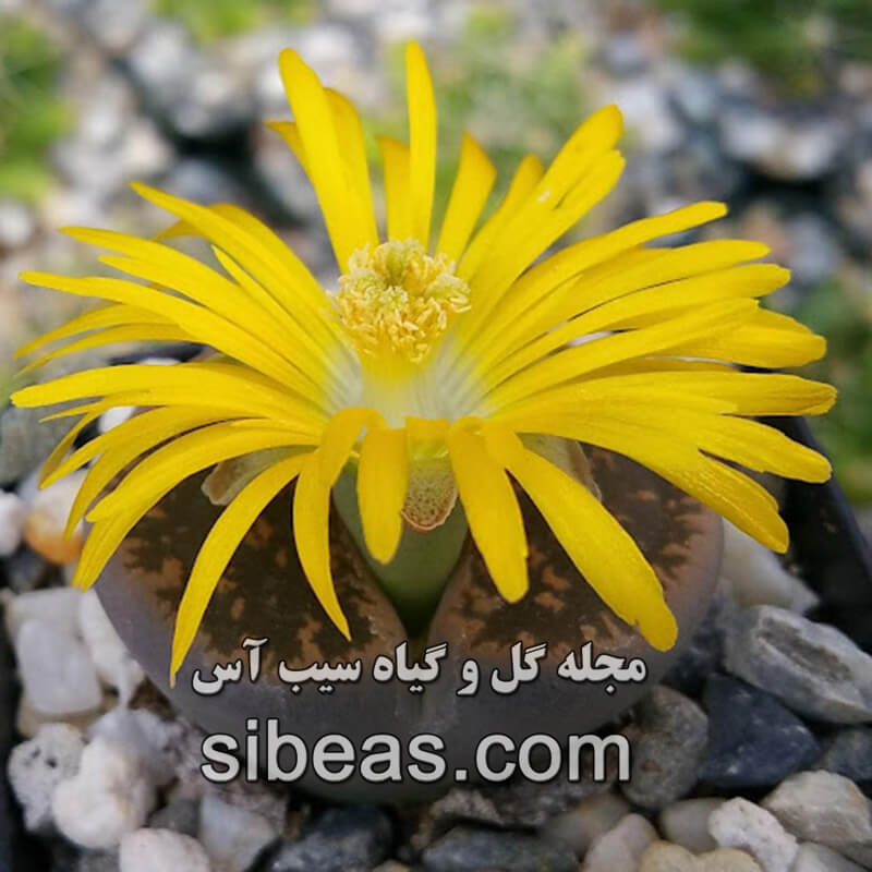 گل لیتوپس، گیاه سنگی | سیب آس