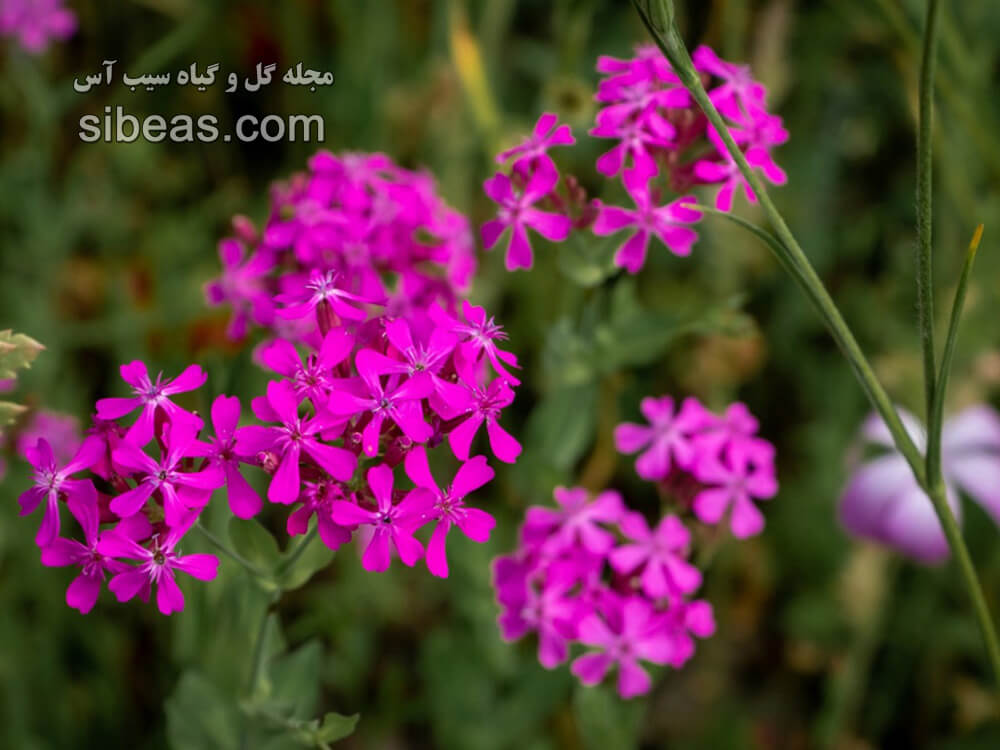 گل لیخنس چسبناک | سیب آس