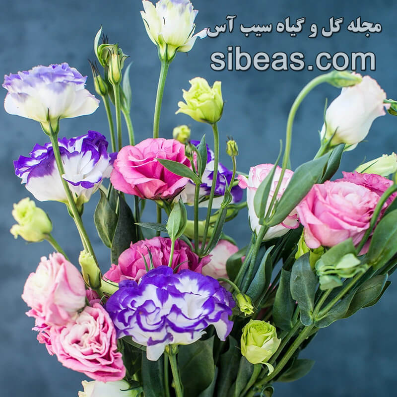 گل لیزیانتوس | سیب آس