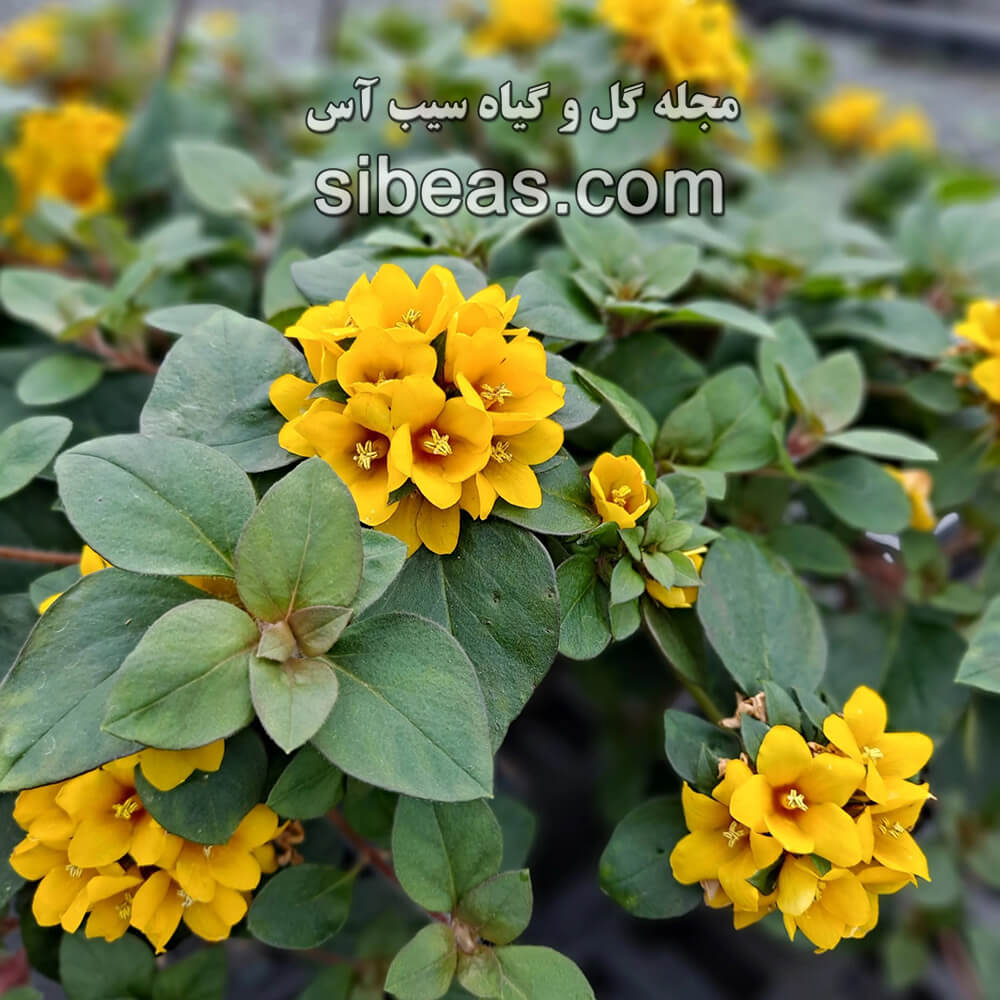 گل لیزیماچیا نومولاریا | سیب آس