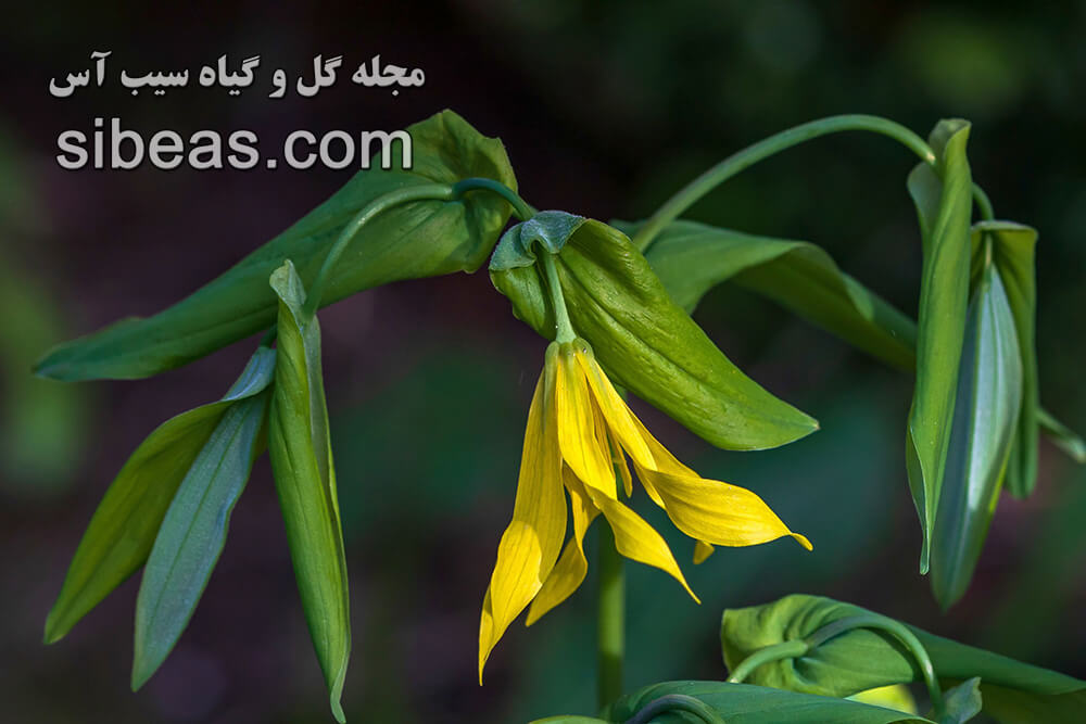 گل مری بل | سیب آس