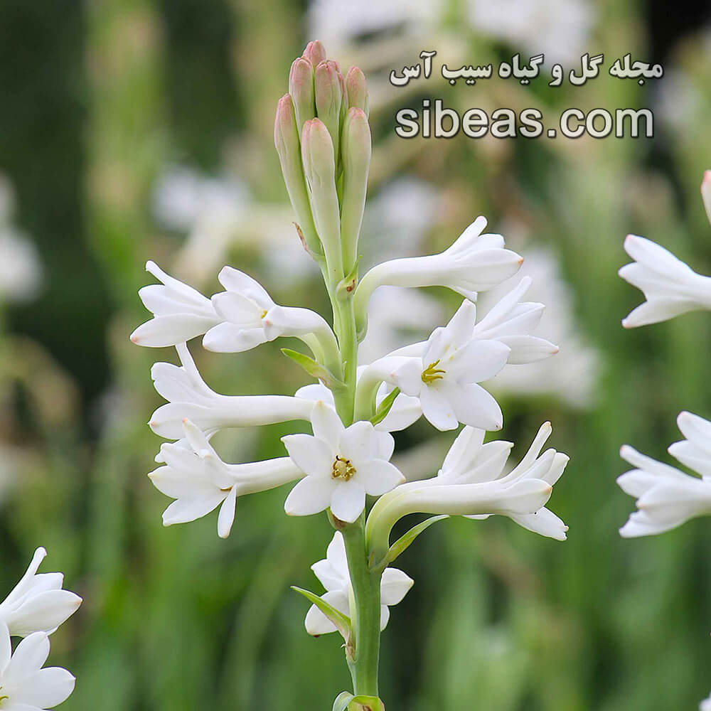 گل مريم | سیب آس