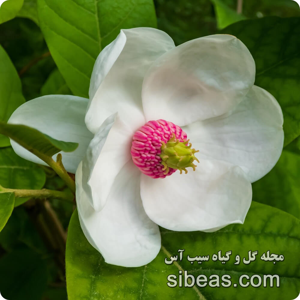 گل مگنولیا سیبلدی | سیب آس