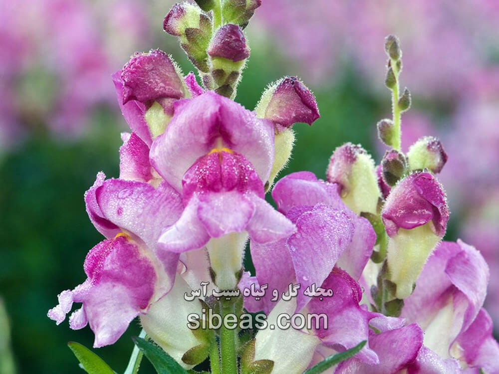 گل میمون | سیب آس