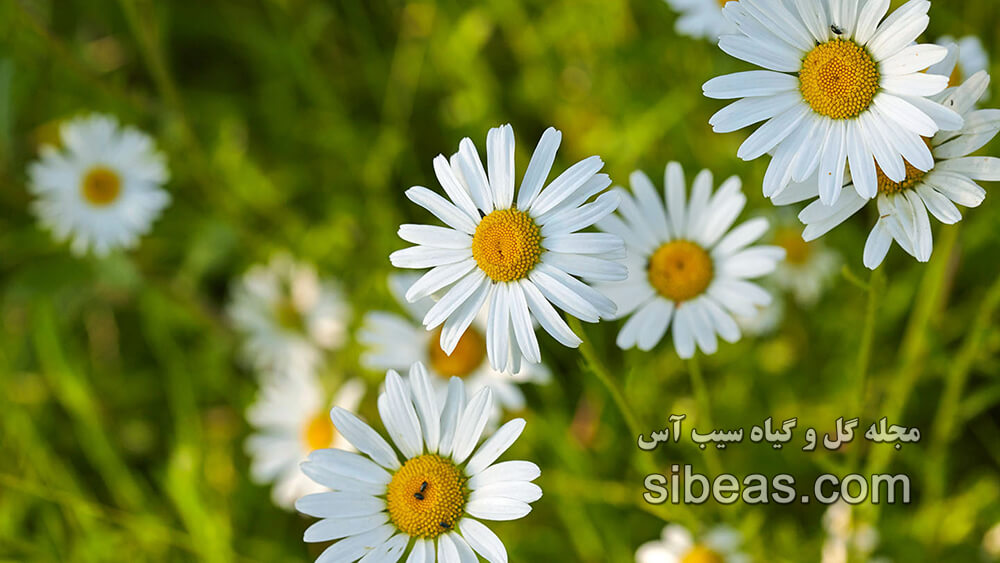 گل مینا | سیب آس
