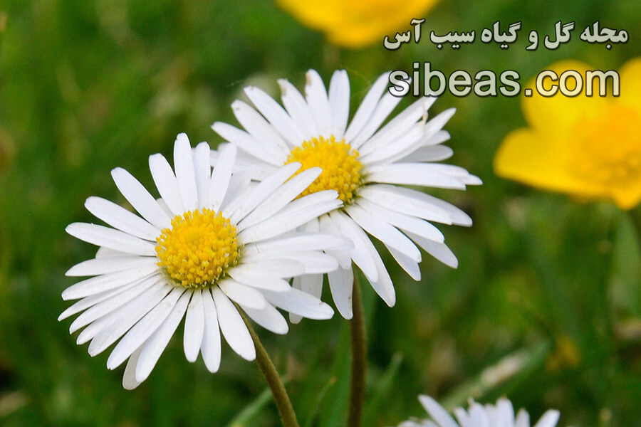 گل مینای چمنی | سیب آس