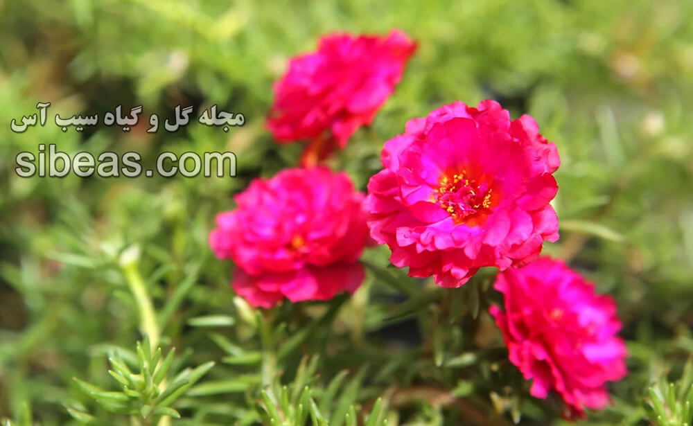 گل ناز آفتابی | سیب آس