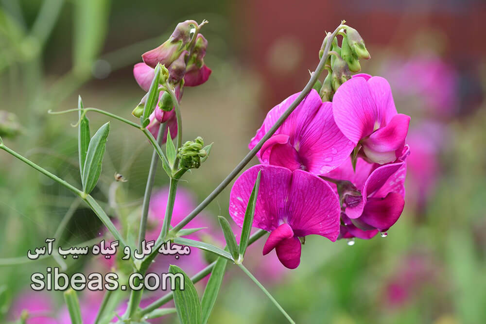 گل نخود | سیب آس