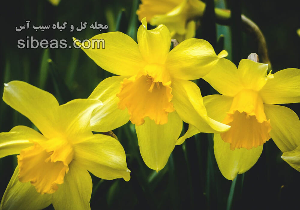 گل نرگس زرد | سیب آس