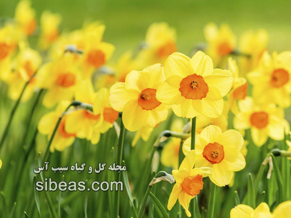گل نرگس وحشی | سیب آس