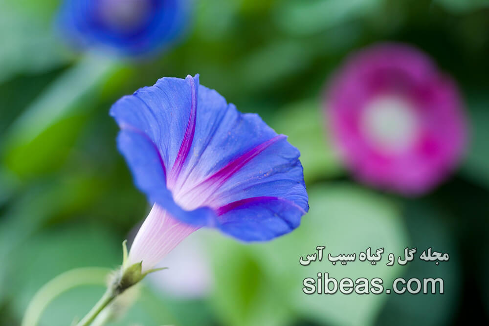 گل نیلوفر پیچ | سیب آس