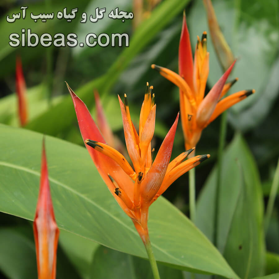 گل هلیکونیا | سیب آس
