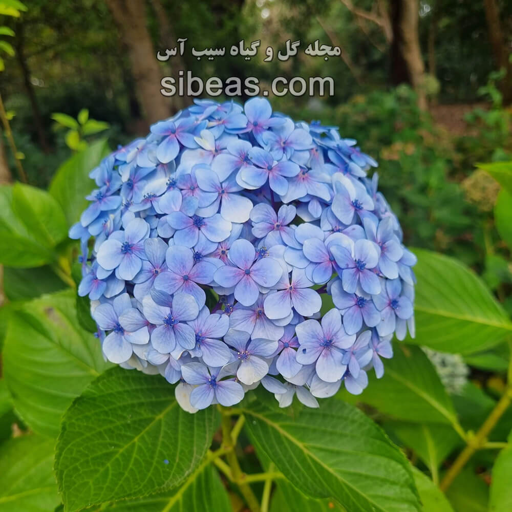 گل هورتانسیا یا ادریسی |سیب آس