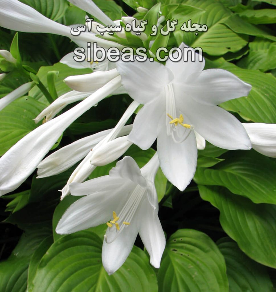 گل هوستا | سیب آس