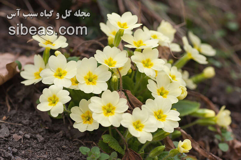 گل پامچال انگلیسی | سیب آس