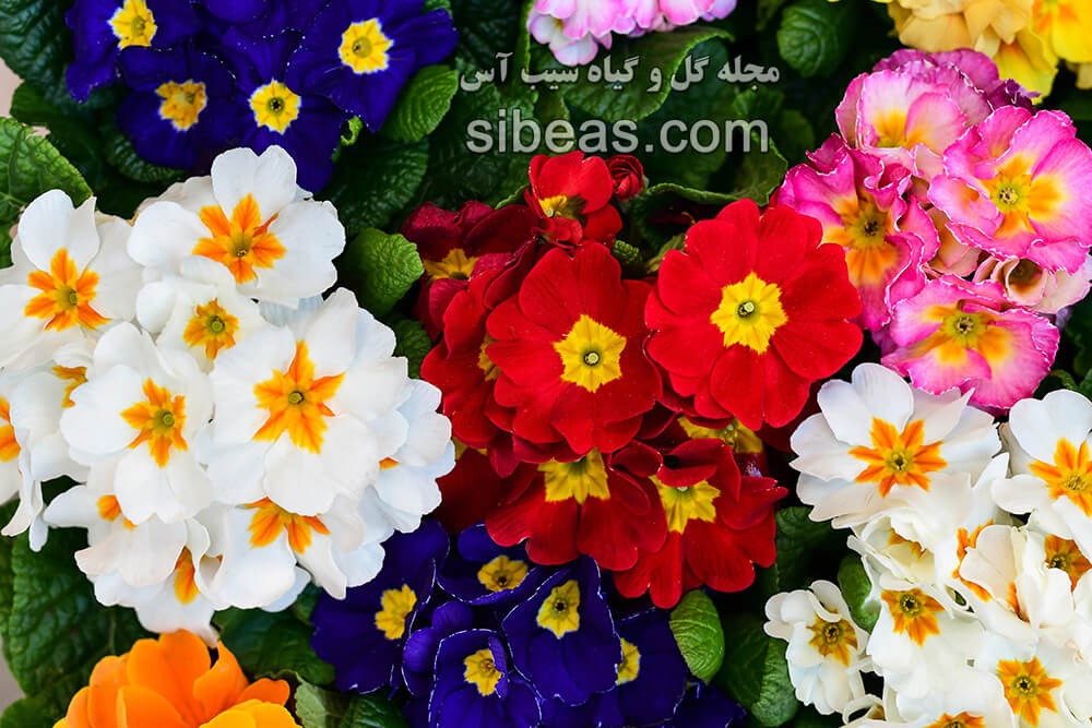 گل پامچال هورتنسیس | سیب آس