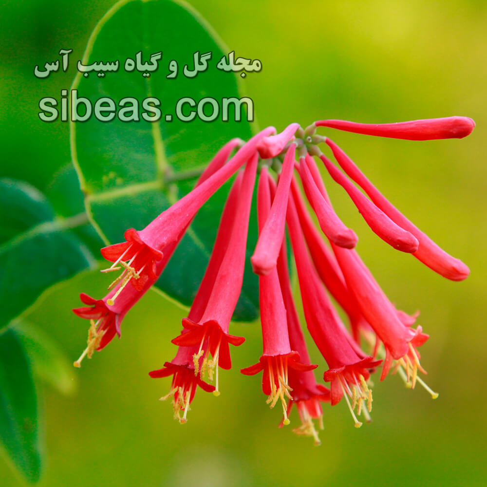 گل پیچ امین الدوله ی شیپوری | سیب آس