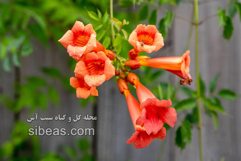 گل پیچ اناری |سیب آس
