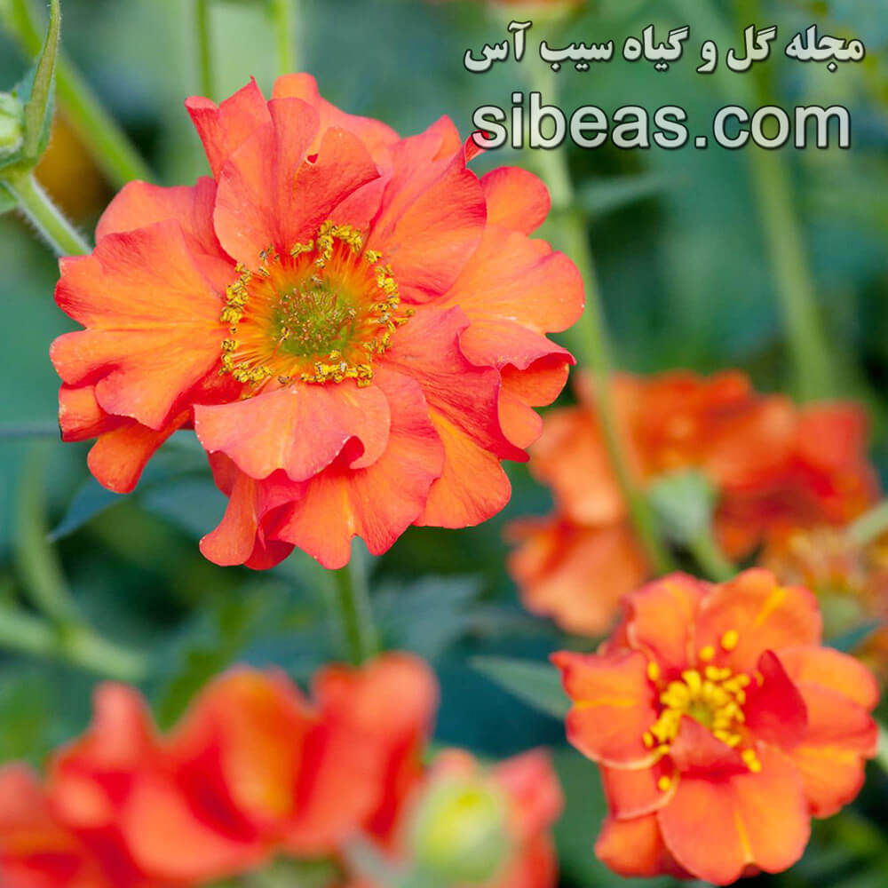 گل ژئوم | سیب آس