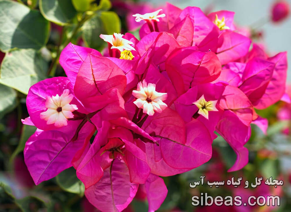 گل کاغذی مصری | سیب آس